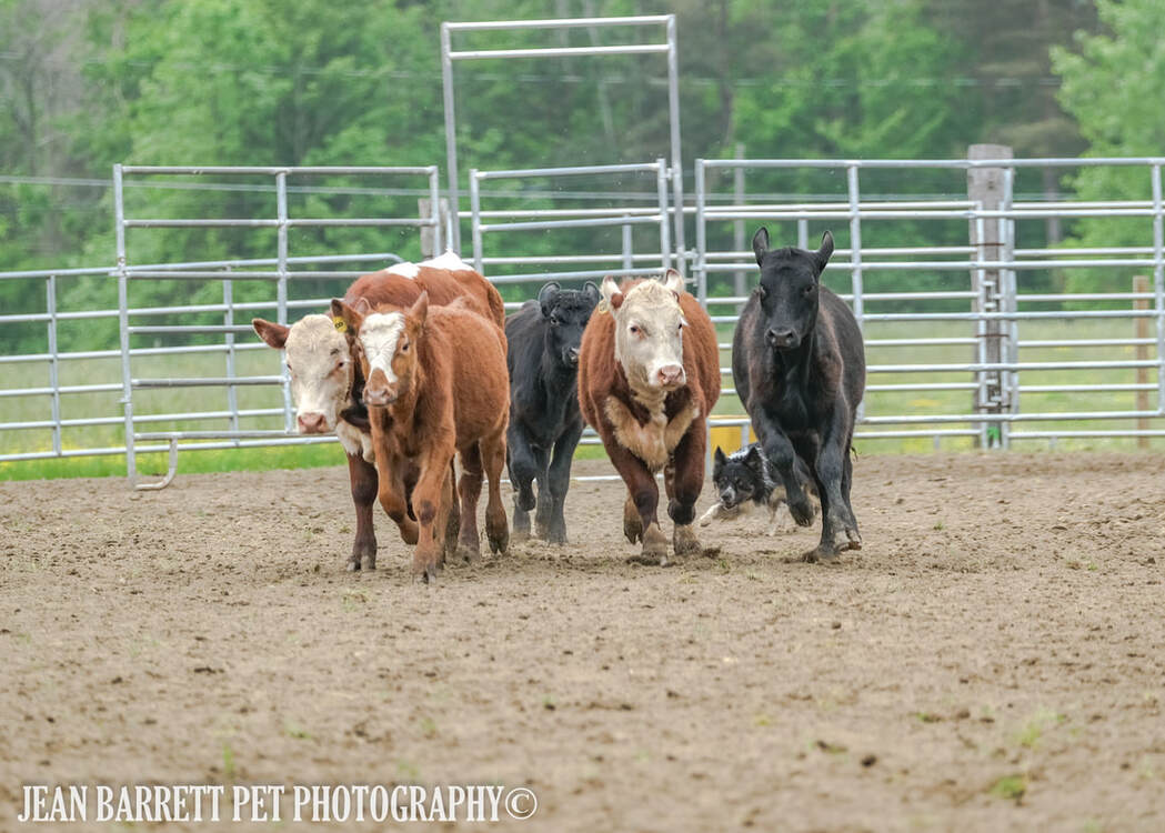 Black Tri Colored Border Collie herding a group of steers around an arena.