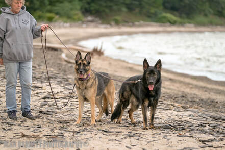 Two leashed German Shepherd dogs with their loving owner at the edge of Lake Erie.