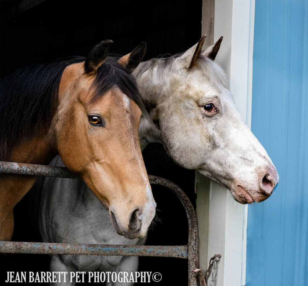 An Appaloosa and Paint Pinto Horse looking out the door of a barn.