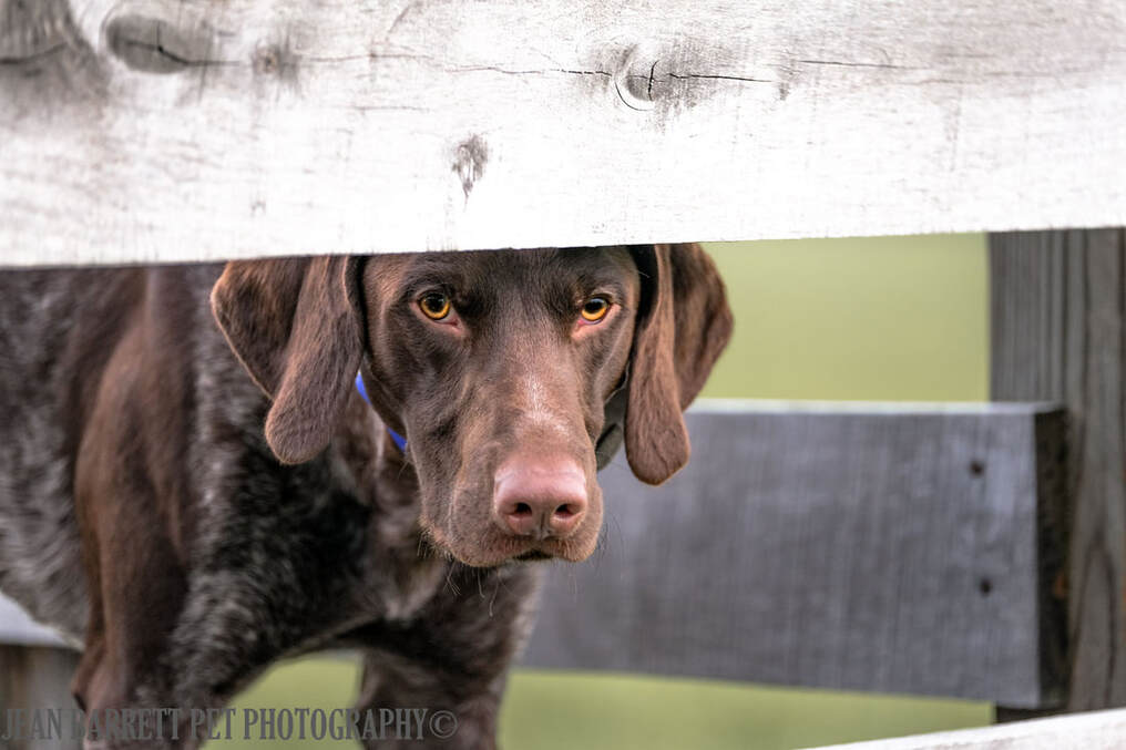 German Shorthaired Pointer in a hay wagon staring down at the ground.