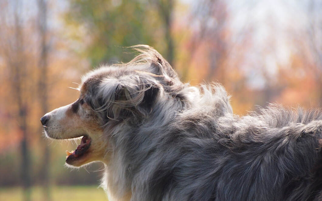Blue Merle Australian Shepherd in a large green field with colored leaves on trees.
