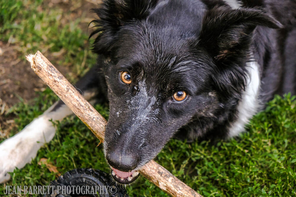 Black Tri Colored Australian Shepherd laying down on the grass with a stick in her mouth.  