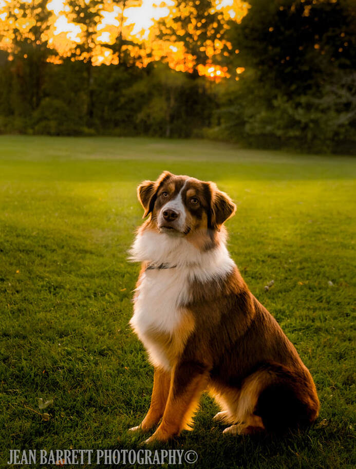 Red Tri Colored Australian Shepherd sitting behind a row of trees with the setting sun.