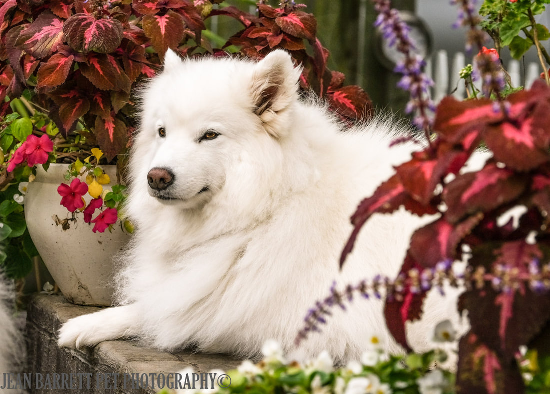 White Samoyed laying down among brightly colored potted plants.