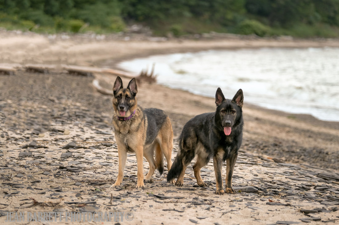 A Black and Tan and a dark sable German Shepherd posing on the beach by Lake Erie.