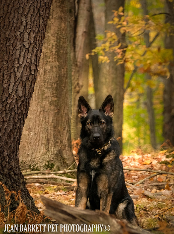 Dark Sable German Shepherd keenly looking out of a wooded area at Wendt Beach Park.