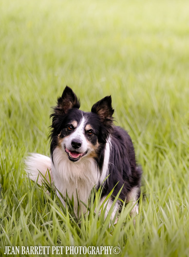 Black Tri Color Border Collie in a field of grass with mouth open and head tilting.