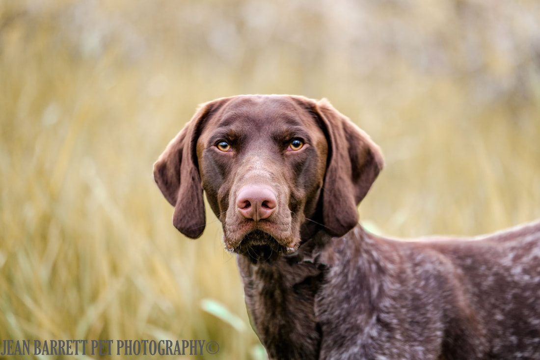 German Shorthaired Pointer in a green field looking at viewer.
