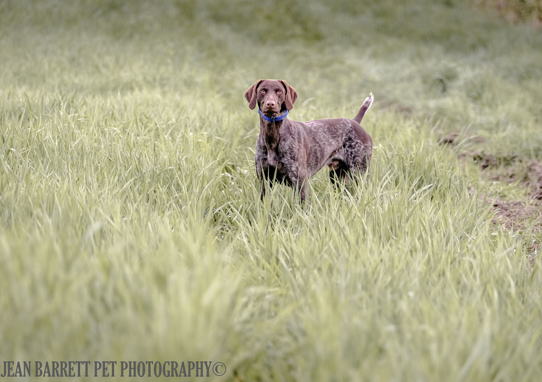 Liver ticked German Shorthaired Pointer with bright blue collar staning in a green hay field.