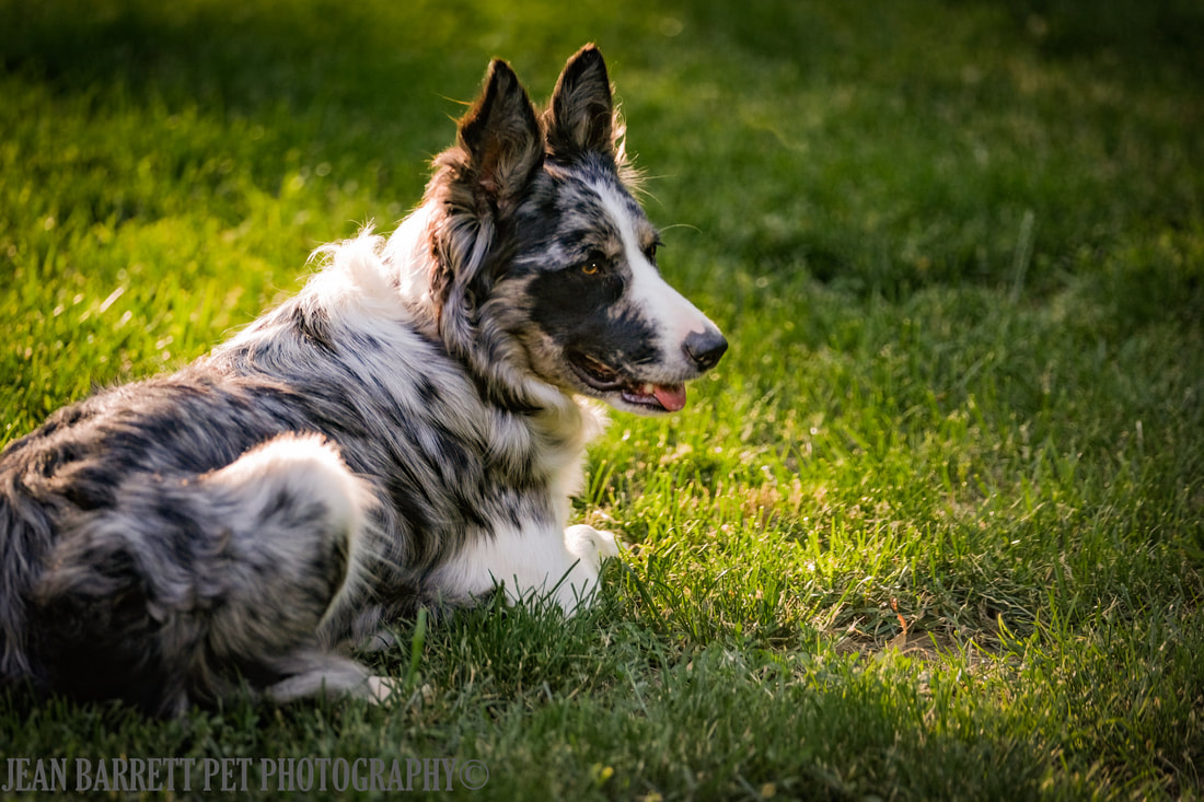 Tri Colored Blue Merle Australian Shepherd laying down in the green grass with the setting sun behind her.