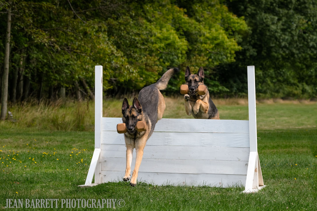 German Shepherds jumping a white jump carrying a wooden dumbbell.